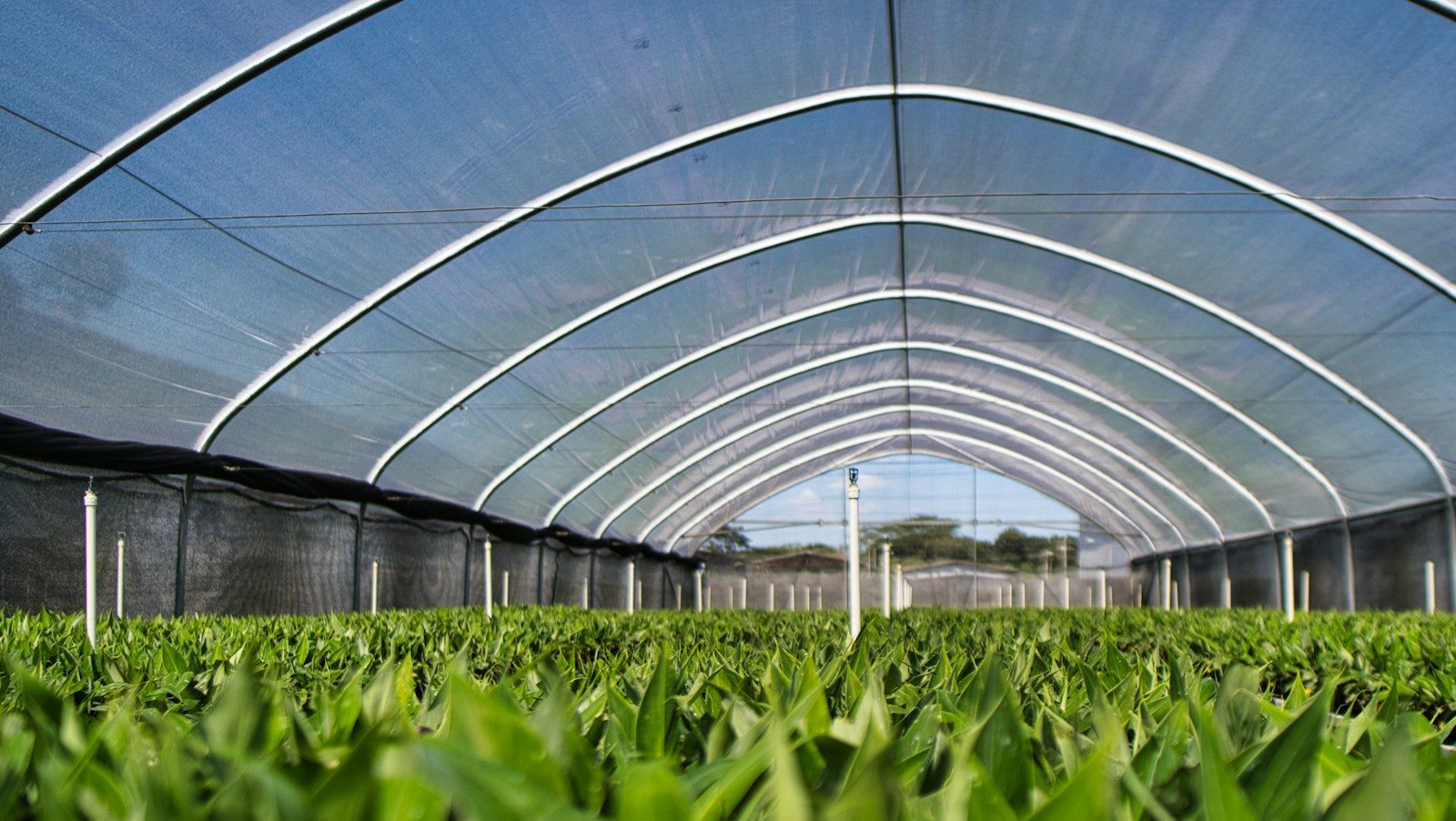 Green house
